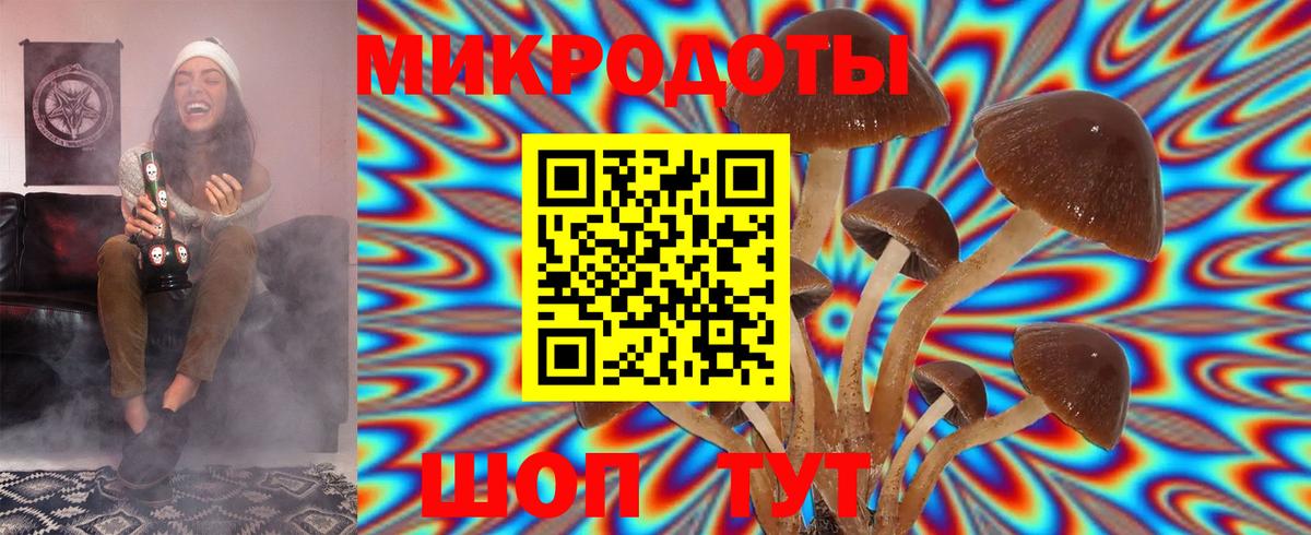 Галлюциногенные грибы Psilocybine cubensis Гулькевичи